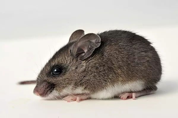 A close-up image of a rodent 